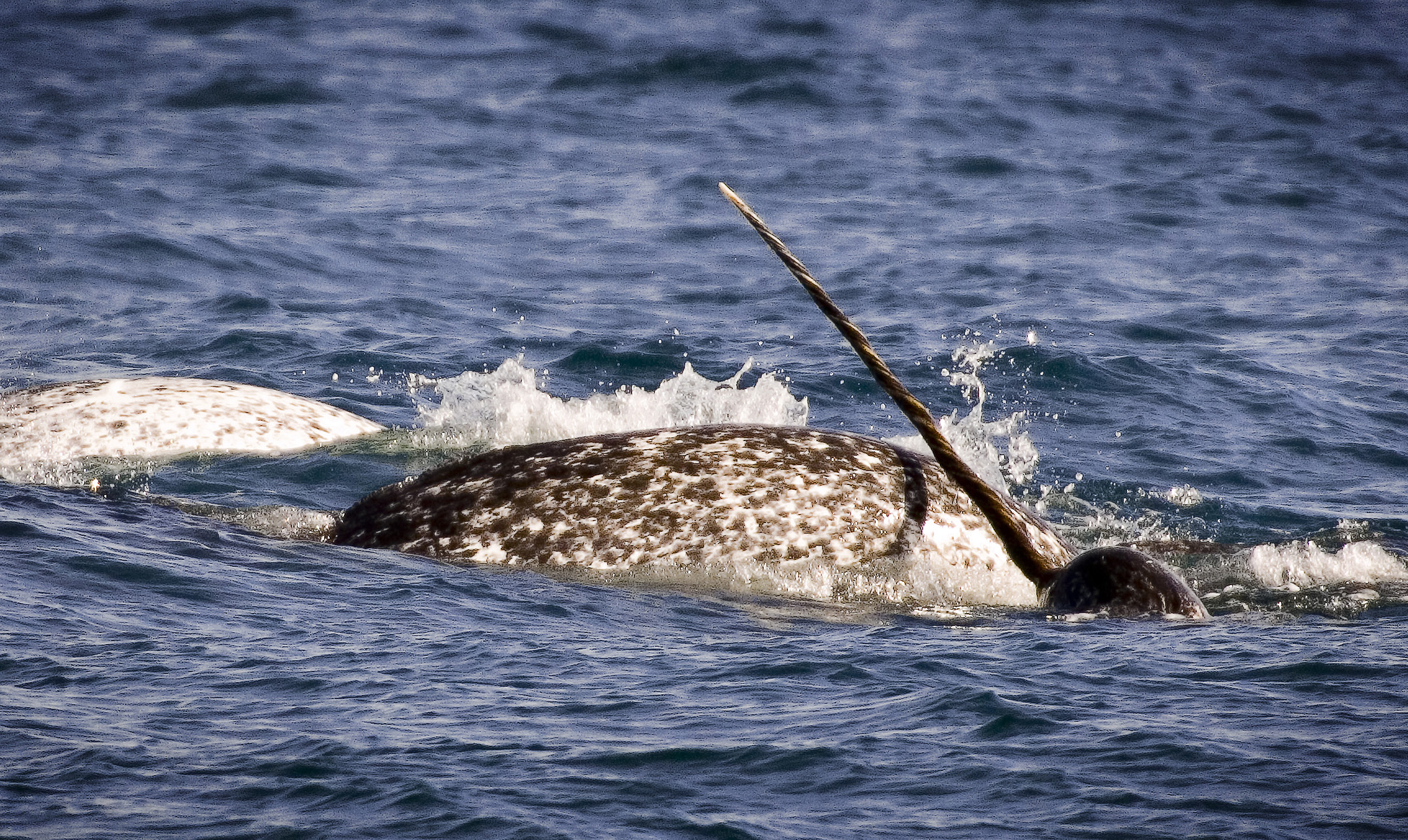 The Kingdom of the Arctic Narwhal “The Unicorn of the Sea”