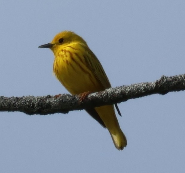 Spring Bird Migration
